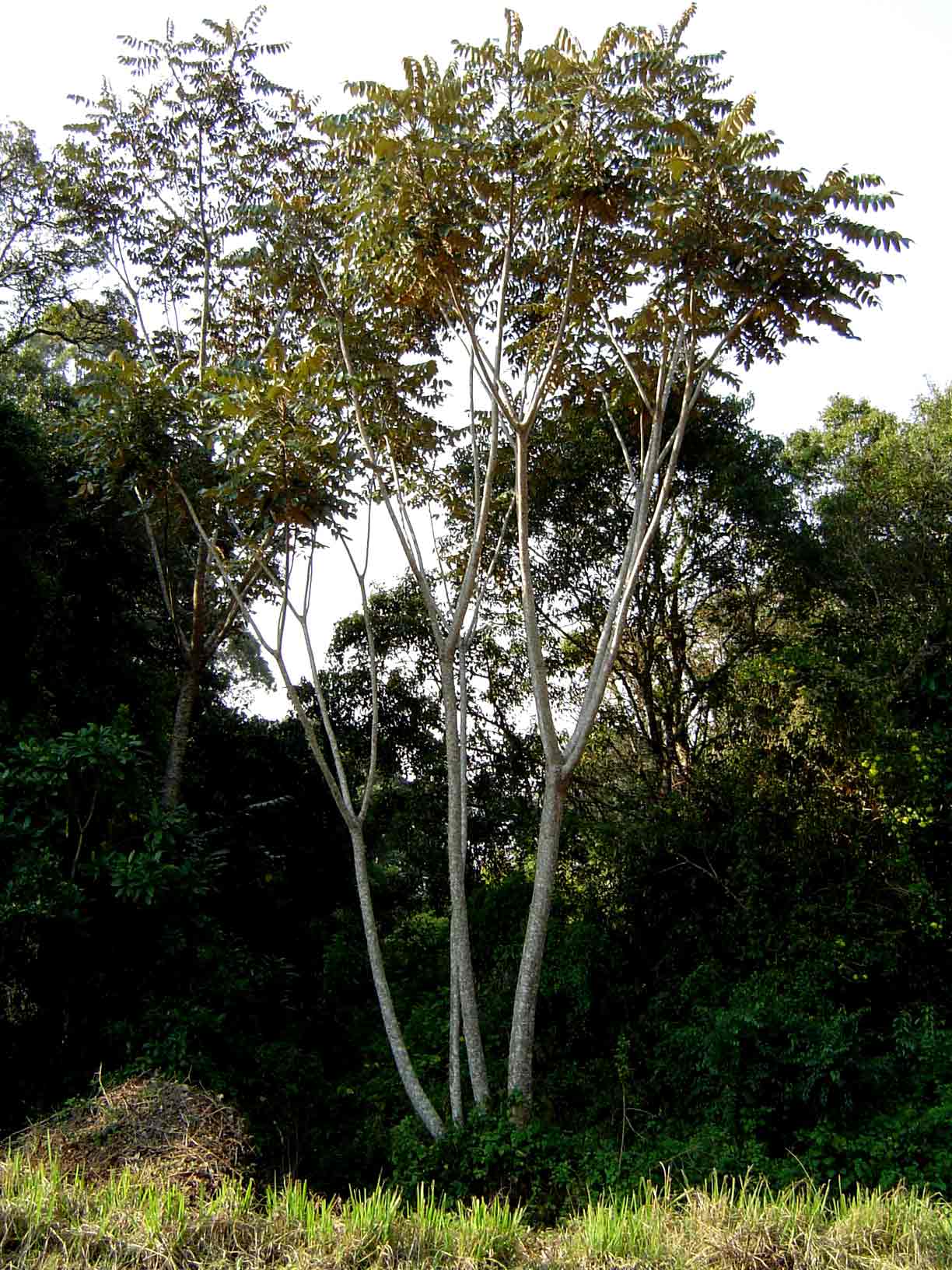 Polyscias fulva