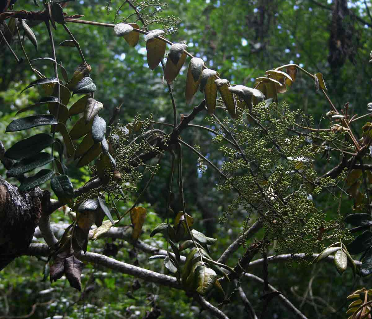 Polyscias fulva