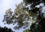 Polyscias fulva