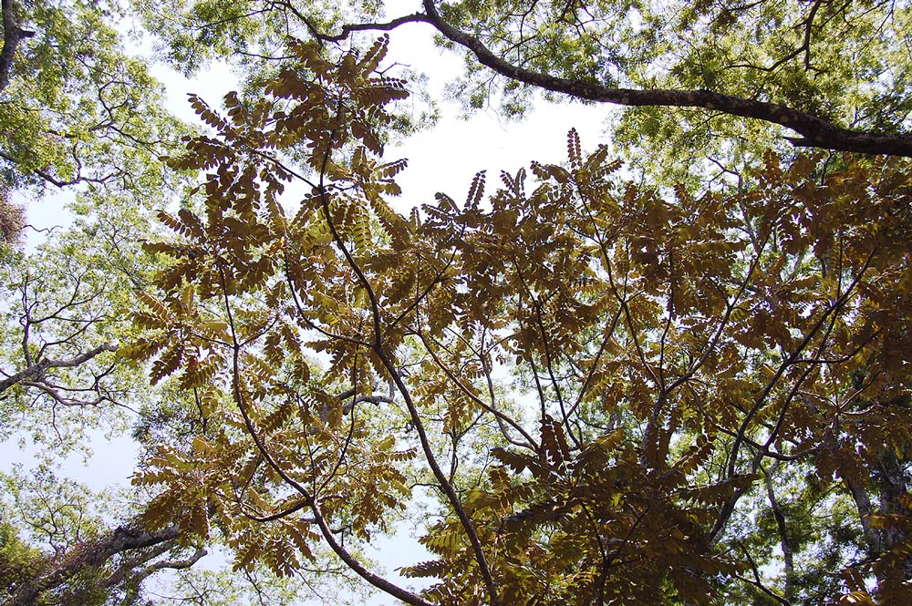 Polyscias fulva