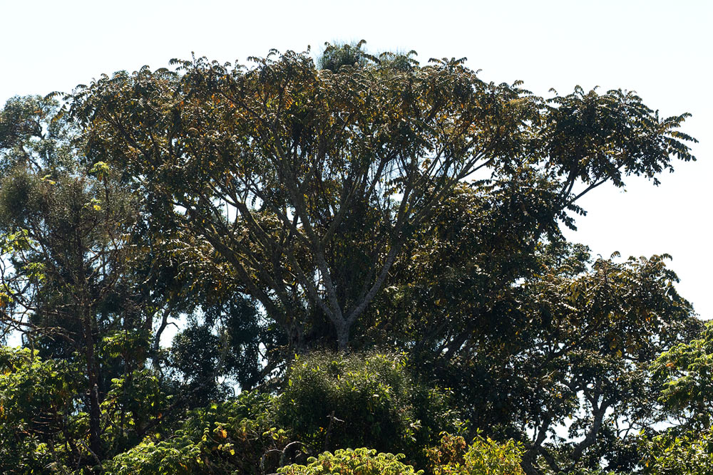 Polyscias fulva
