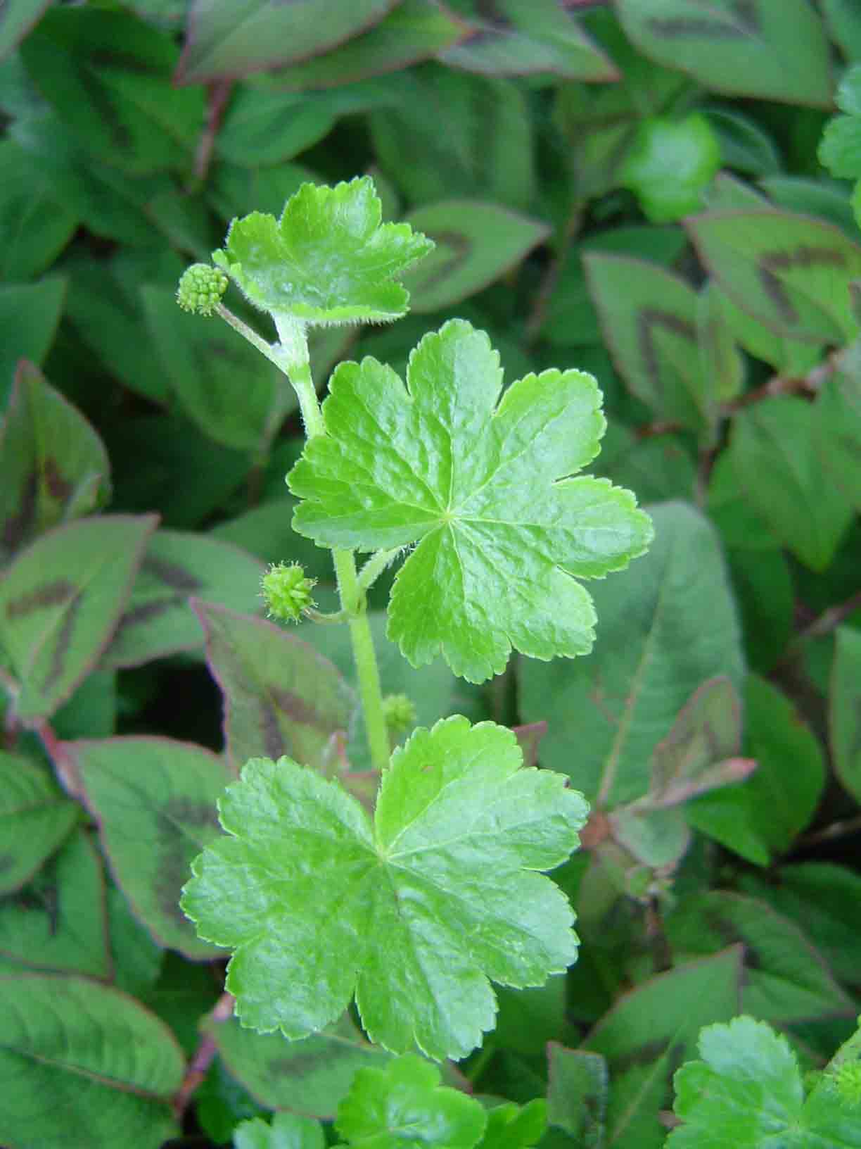 Hydrocotyle mannii Hydrocotyle mannii