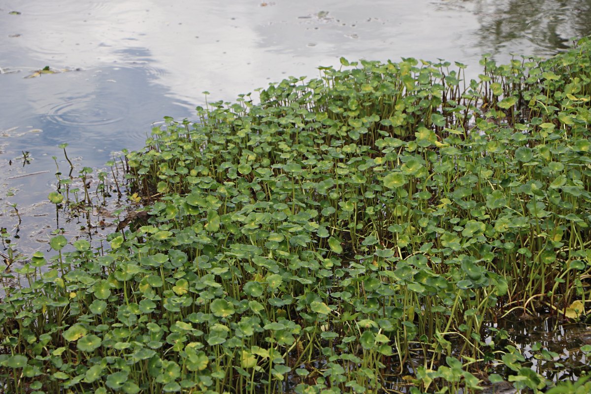 Hydrocotyle ranunculoides Hydrocotyle ranunculoides