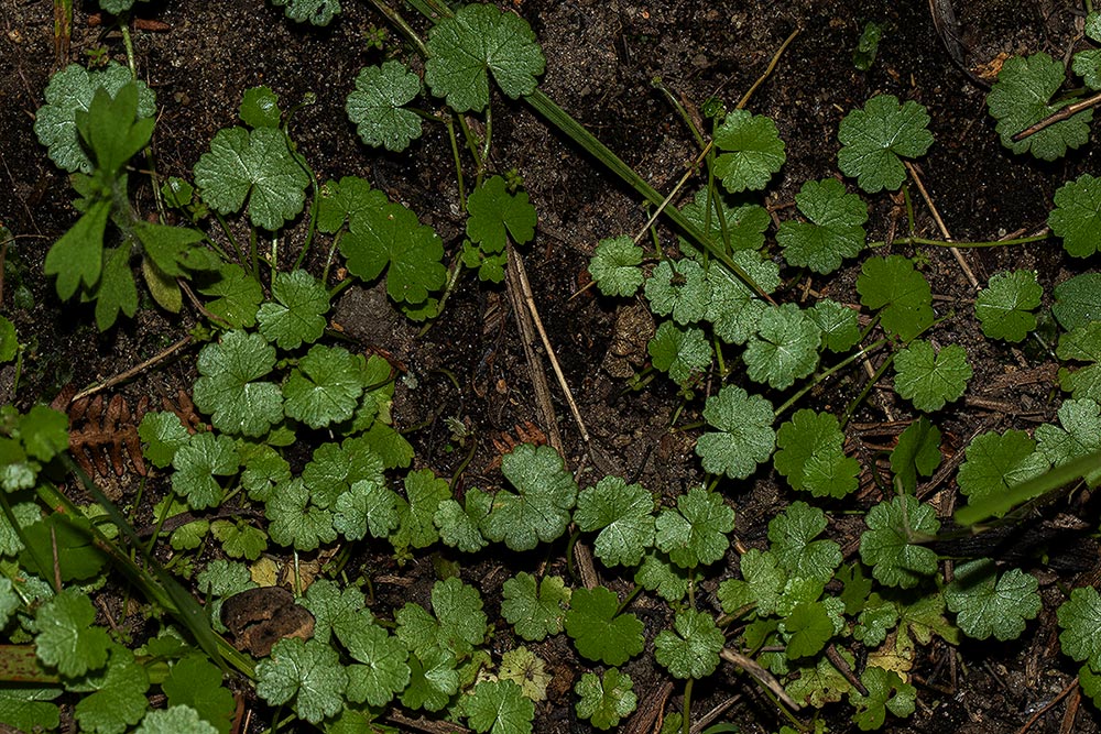 Hydrocotyle sibthorpioides Hydrocotyle sibthorpioides