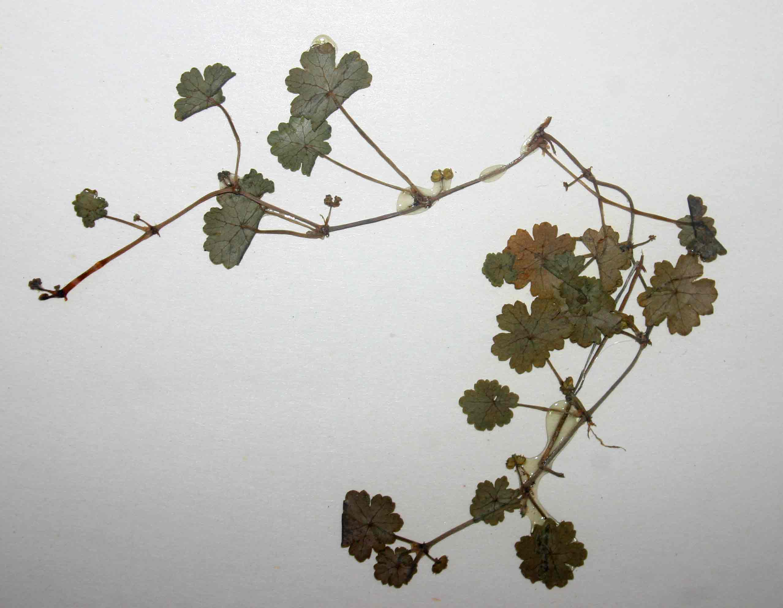 Hydrocotyle sibthorpioides Hydrocotyle sibthorpioides