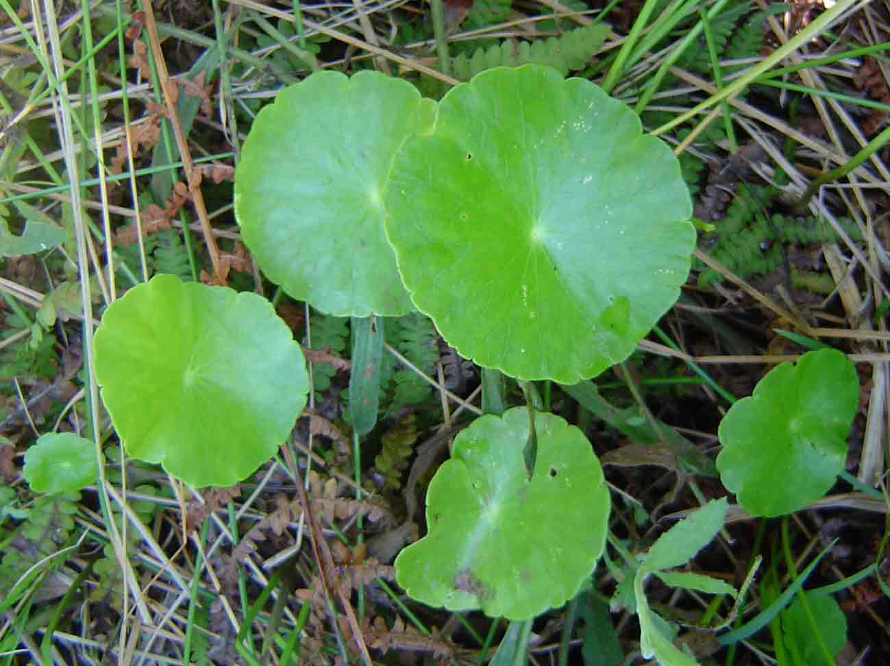 Hydrocotyle verticillata Hydrocotyle verticillata