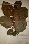 Alangium chinense