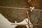 Alangium chinense