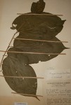 Alangium chinense