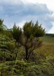 Erica benguelensis