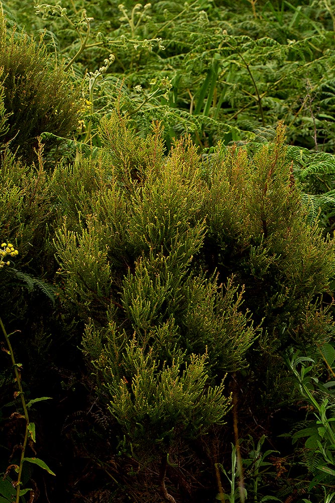 Erica benguelensis Erica benguelensis