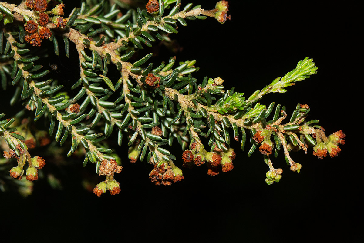 Erica benguelensis Erica benguelensis