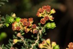 Erica benguelensis