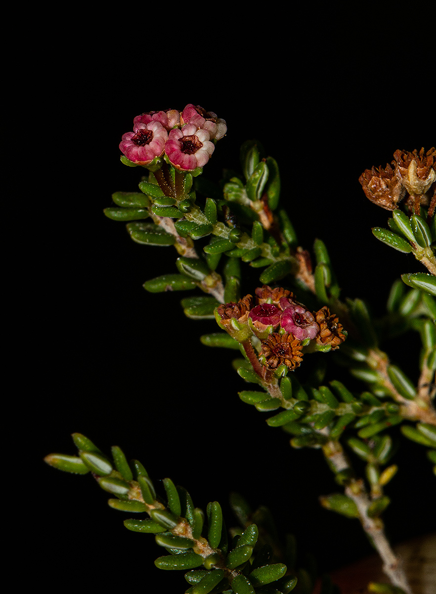 Erica benguelensis Erica benguelensis