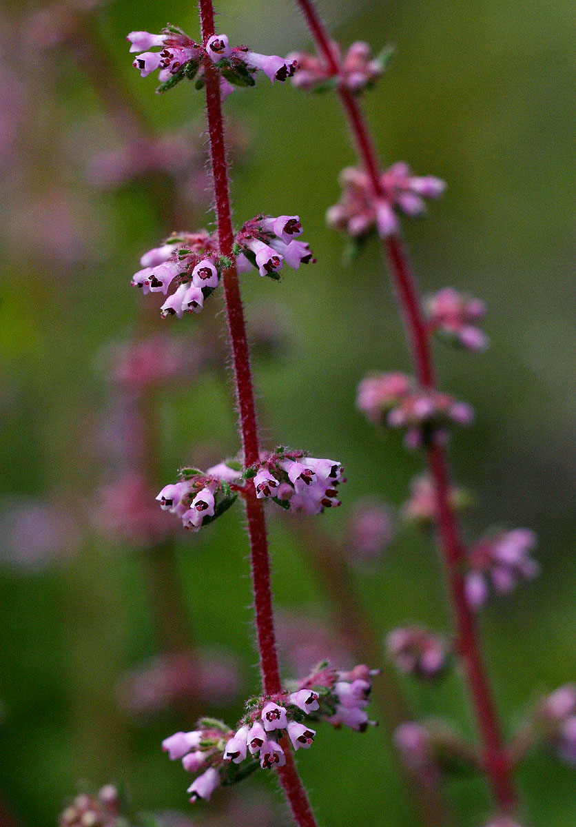 Erica silvatica Erica silvatica