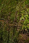 Erica silvatica