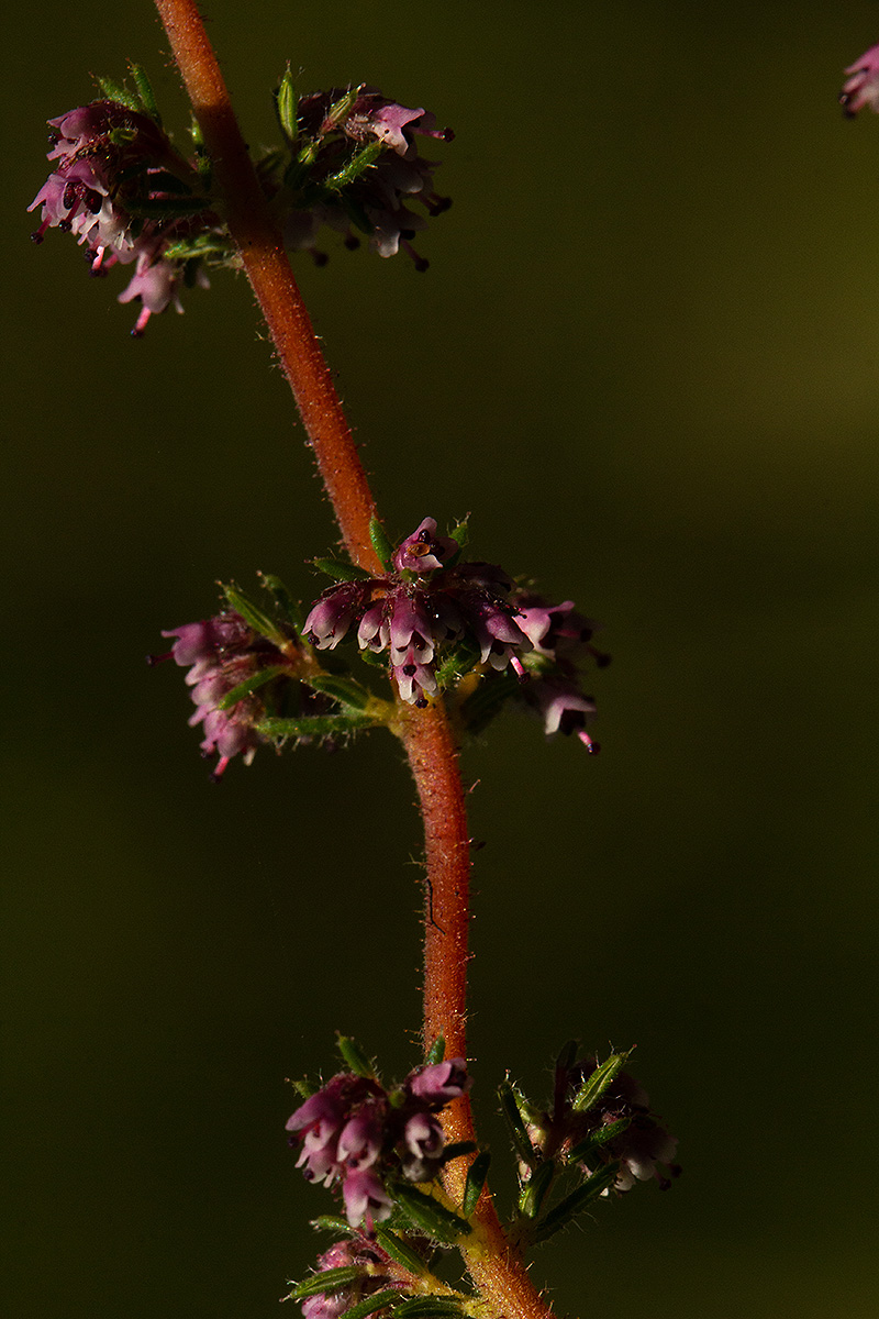 Erica silvatica Erica silvatica