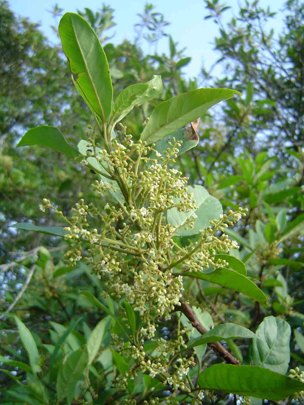 Maesa lanceolata subsp. lanceolata Maesa lanceolata subsp. lanceolata