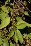 Maesa lanceolata subsp. lanceolata