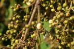 Maesa lanceolata subsp. lanceolata