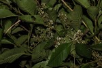Maesa lanceolata subsp. lanceolata