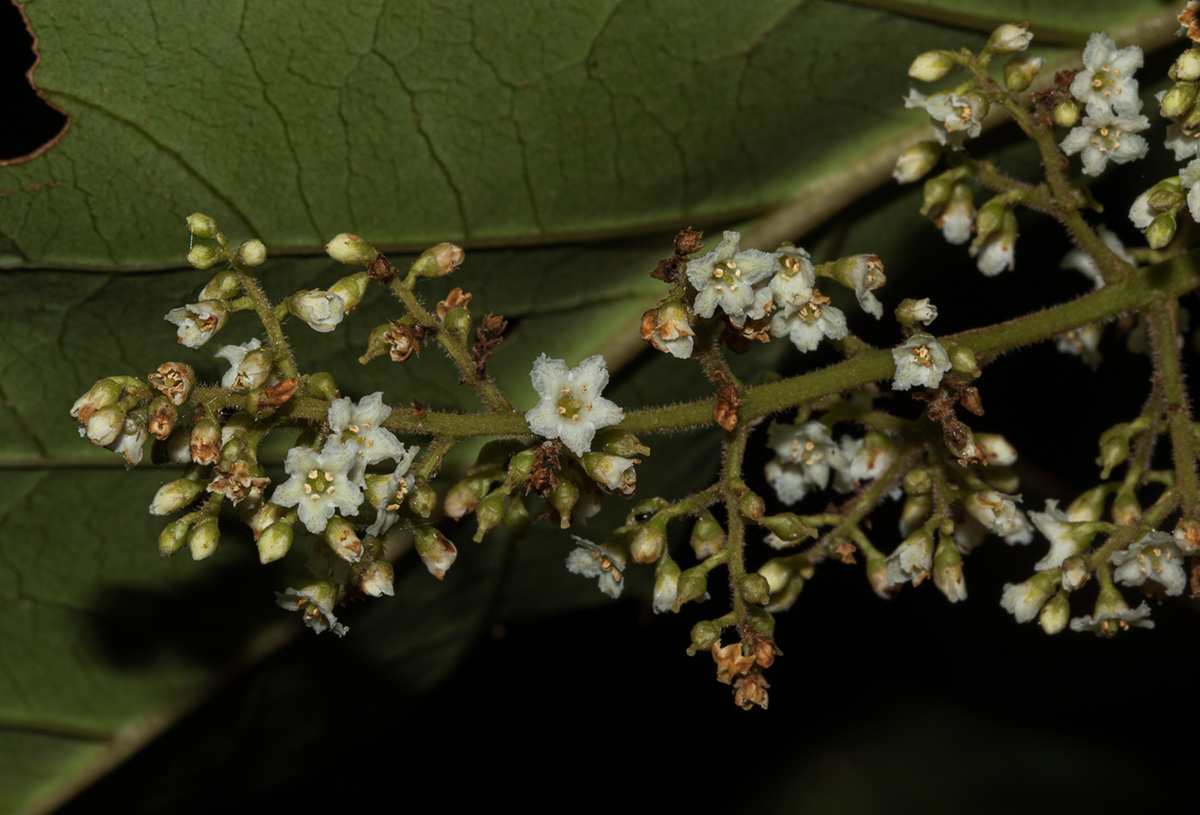 Maesa lanceolata subsp. lanceolata