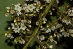 Maesa lanceolata subsp. lanceolata
