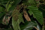 Maesa lanceolata subsp. lanceolata