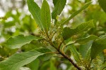 Maesa lanceolata subsp. lanceolata
