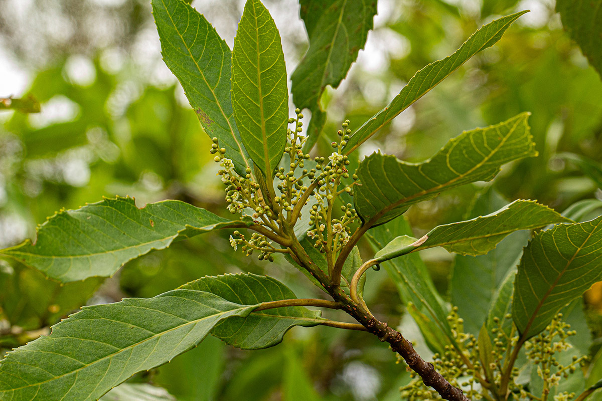 Maesa lanceolata subsp. lanceolata