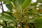 Maesa lanceolata subsp. lanceolata