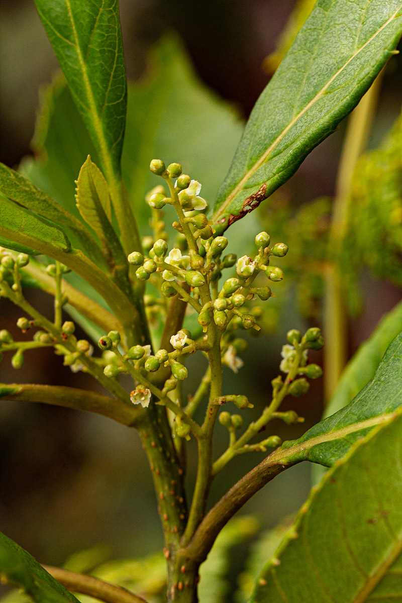 Maesa lanceolata subsp. lanceolata