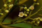 Maesa lanceolata subsp. lanceolata