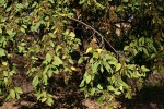 Maesa lanceolata subsp. lanceolata