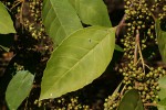 Maesa lanceolata subsp. lanceolata
