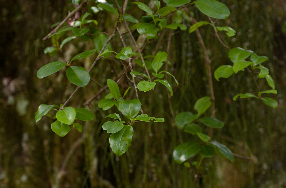 Embelia schimperi Embelia schimperi