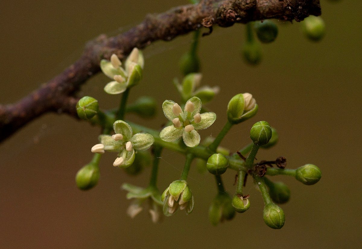 Embelia schimperi Embelia schimperi