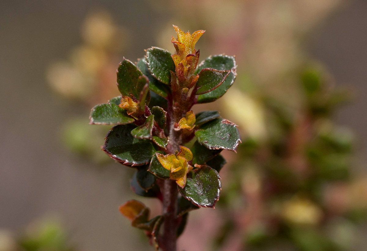 Myrsine africana