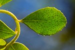 Myrsine africana