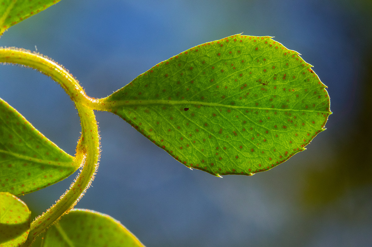 Myrsine africana
