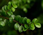 Myrsine africana