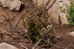 Myrsine africana