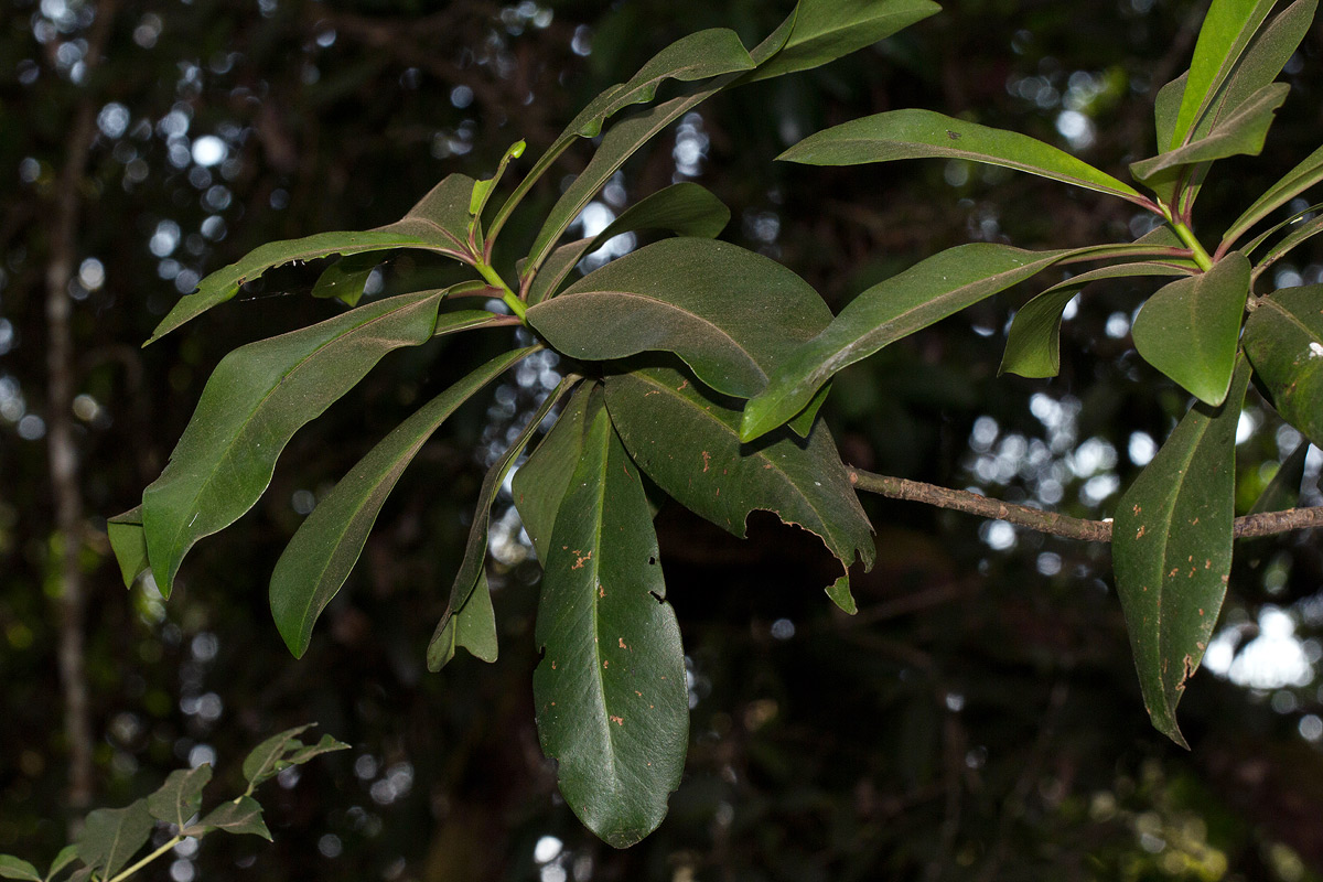 Rapanea melanophloeos Rapanea melanophloeos
