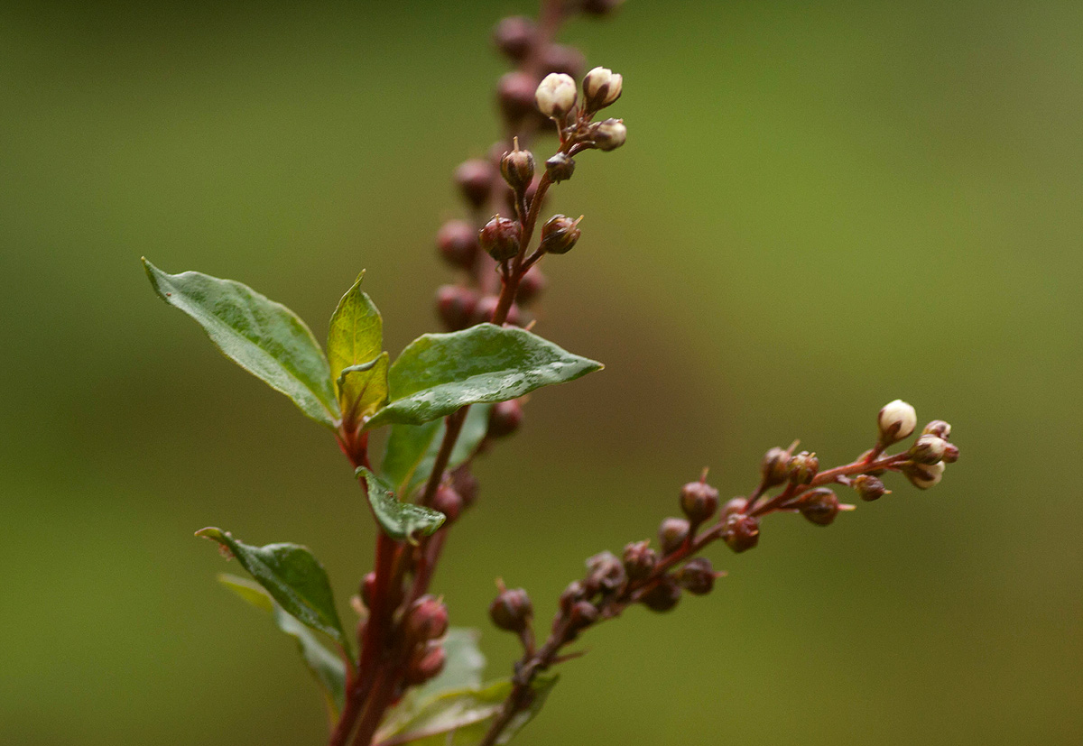 Lysimachia ruhmeriana Lysimachia ruhmeriana