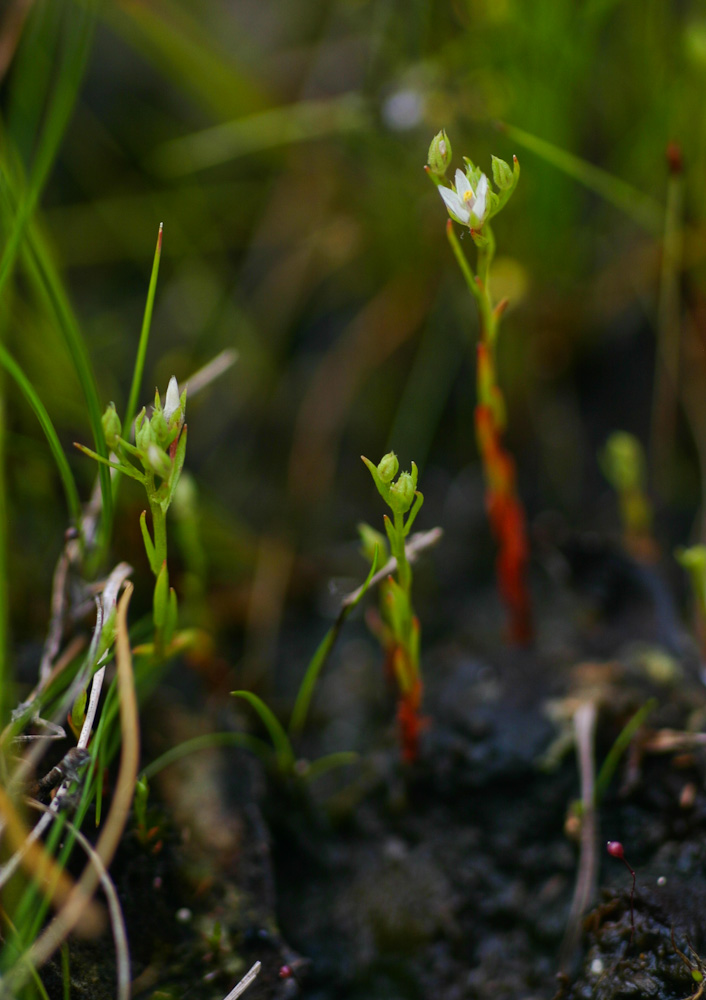 Anagallis acuminata Anagallis acuminata