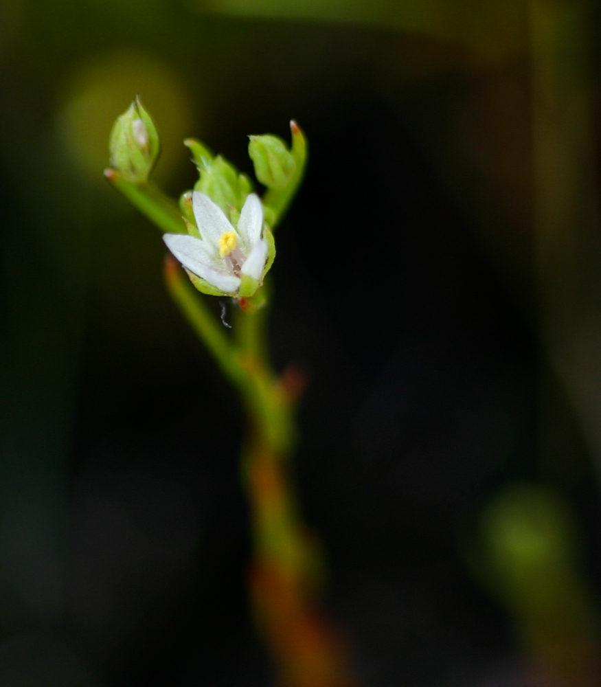 Anagallis acuminata Anagallis acuminata