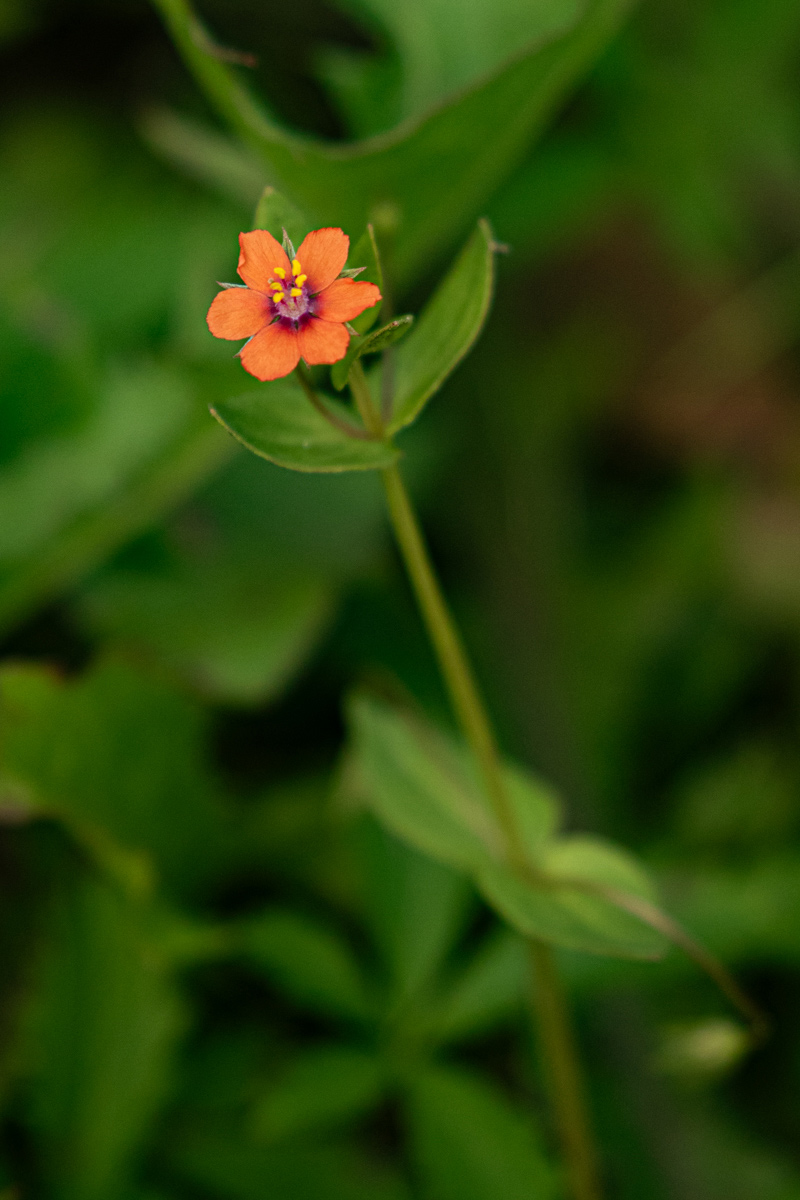 Anagallis arvensis subsp. arvensis Anagallis arvensis subsp. arvensis