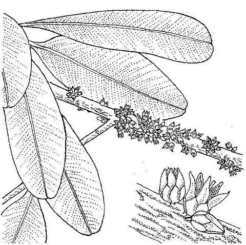 Englerophytum magalismontanum Englerophytum magalismontanum