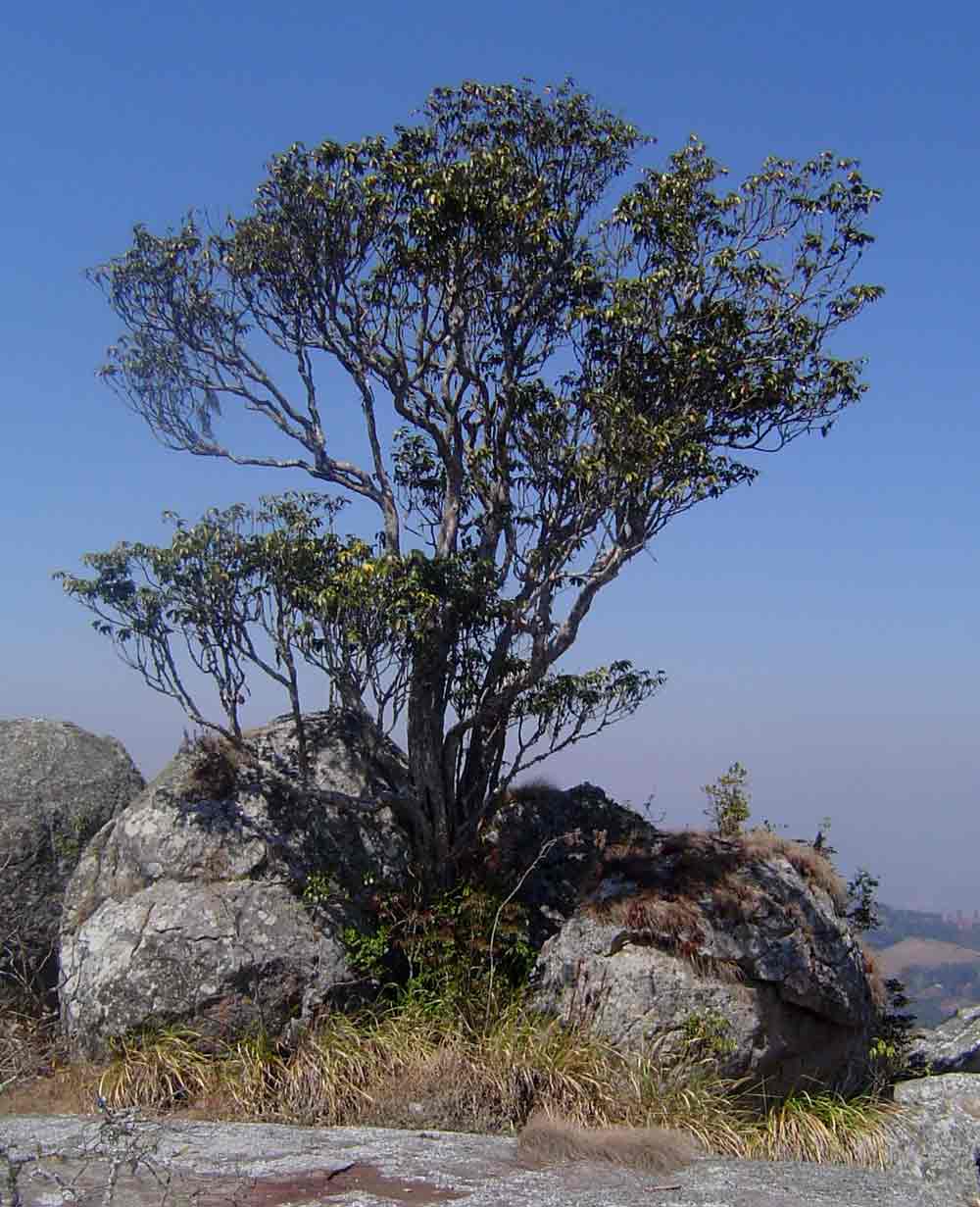 Englerophytum magalismontanum Englerophytum magalismontanum