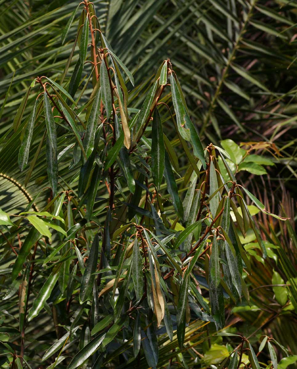 Englerophytum magalismontanum Englerophytum magalismontanum